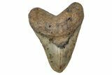 Fossil Megalodon Tooth - North Carolina #349327-1